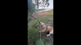 Golden Stoked on Large Stick Attached to Tree