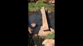 Puppy Learning How to Be an Adventure Dog