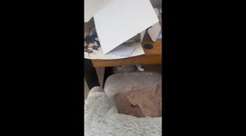 Bunny Takes The Cake