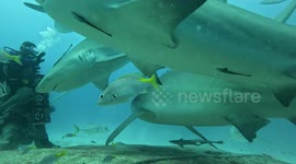 Swimming with bull sharks with Phantom Divers, playa del carmen, Feb 2025