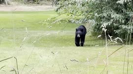 Bear Spotted at Burnaby, Central Park in British Columbia