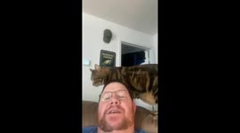 Cat playfully tries to bite owner after being scolded in Tampa, Florida
