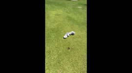 Golfer Takes A Barefoot Swim
