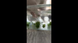 Rats Pea Fishing