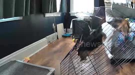 Worlds Worst Escape Artist