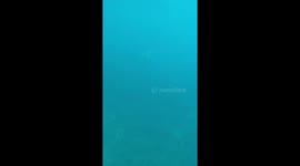 Diver encounters baby shark while snorkelling in Malaysia