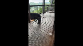 Adorable Bear Cubs Try to Play on Porch Swing