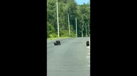 Playful Bear Cubs Cross Road With Mom