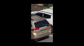 Black Bear Cubs Wander Away From Mom Breaking Into Car