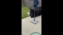 Patio Cockroach Gets Swooped