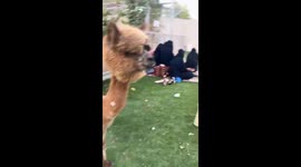 Alpaca spits after being called in Saudi Arabia