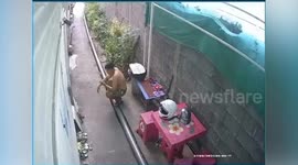 Snake emerges while man chills outside house
