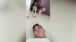 Hangry pet beagle slams his bowl to demand food