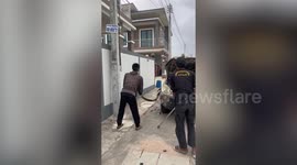 Snake wranglers yank massive 10-foot python from car