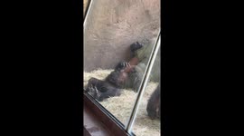 Young gorilla befriends toad at Disney’s Animal Kingdom, delights visitors and viewers alike
