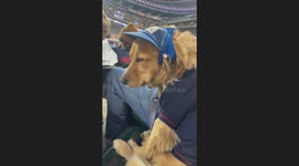 Golden Retriever Falls Asleep At Baseball Game