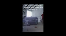 Chihuahua's chaotic couch tumble causes owner's fall- nearly lands on other dog