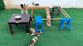 Puppies navigate obstacle course for food reward in Jiangsu, China