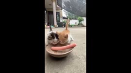 Two kittens fight over sausage on plate in Henan, China
