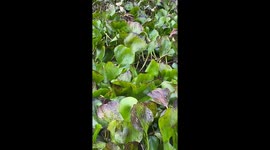 Rare albino river wolf spotted moving quietly in Esquina, Corrientes, Argentina