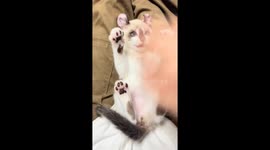 Playful Kinkalow cat enjoys gentle interaction in Shanghai, China