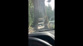Truck gets stuck attempting to pass through Chandelier Tree in Leggett, California, USA