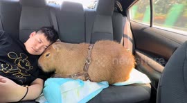Capybara relaxes in moving car with owner in Beijing, China