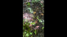 Toad grips snake in rare encounter in Los Lagos, Chile