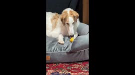 Dog reacts hilariously to lemon in Oregon, US