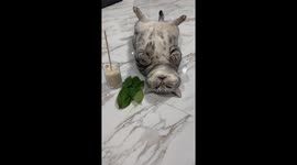 Pet cat chills on his back next to a cup of milk