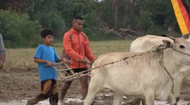 Unique beef racing, jockeys and cows both run to the finish