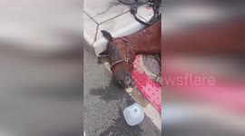 US: Carriage Horse Collapses And Dies On New York Street During Return From Central Park