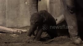 US: Tiny Elephant Calf Turns Six Months And Celebrates Half Birthday