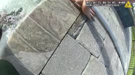 US: Alligator Found Relaxing In Florida Backyard Pool “Arrested” By The Police