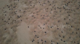 Brazil: Drone Video Captures World’s Largest Freshwater Turtle Nesting Event