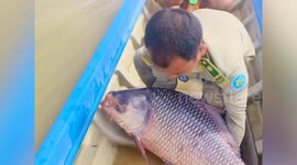 Critically endangered giant barb fish released back into Mekong River