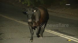 US, Los Angeles: Moorpark Cow Wanders Onto Road and Vanishes Into The Night