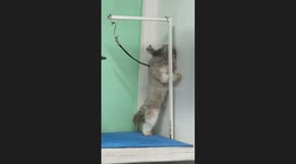 Shih Tzu holds on tight while being blow-dried at grooming salon