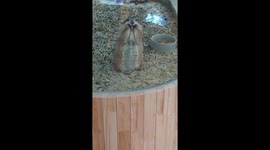 Prairie dog pulls a funny face at zoo visitors