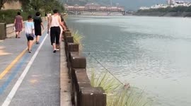 Bizarre moment man walks dog from bridge as pup swims below