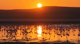 Türkiye: Picturesque dawn unfolds as flamingos gather at Türkiye's Lake Düden