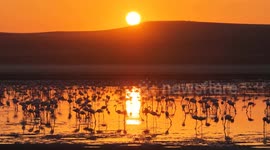 Picturesque dawn unfolds as flamingos gather at Türkiye's Lake Düden