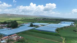 China: Cool-season vegetables from China grow customer base globally