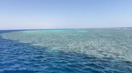 Clownfish and anemones thrive in Red Sea's 'Anemone City' dive site