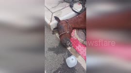 Horse collapses and dies in New York sparking renewed calls for carriage ban