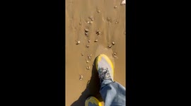 Tourist terrified by hundreds of bizarre snails writhing on beach's surface as he steps on sand