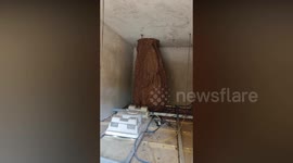 Suspended ceiling concealed giant hornet hive over three feet tall