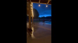 Dog joyfully plays in rainwater from roof drainage in Bastrop, Louisiana, USA
