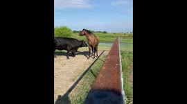 Playful bull and horse interaction in Temple, Texas