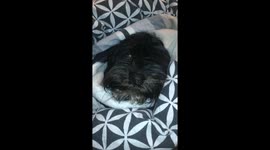 Teddy the Dog Chills Like a Burrito Wrapped in a Blanket During Funny Owner Moment